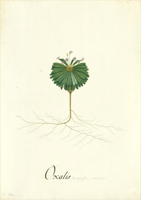Ilustración botánica de Oxalis tuberosa