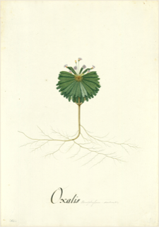 Ilustración botánica de Oca