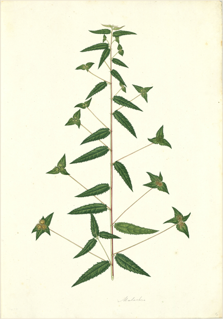 Ilustración botánica de Ocimum gratissimum