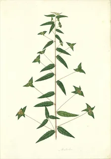 Ilustración botánica de Albahaca africana