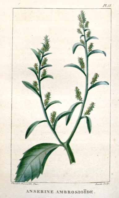 Ilustración botánica de Dysphania ambrosioides