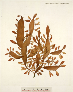 Ilustración botánica de Palmaria palmata