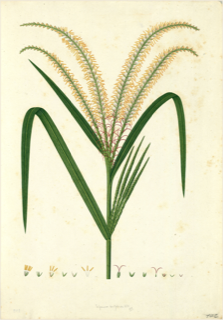 Ilustración botánica de Panicum fasciculatum