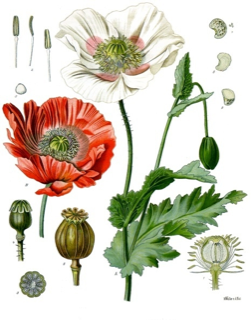 Papaver