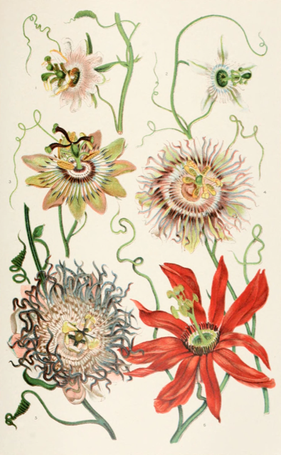 Ilustración botánica de Passiflora edulis