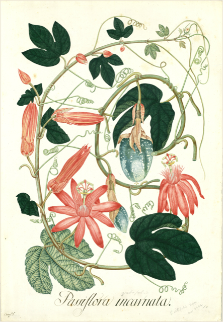 Ilustración botánica de Passiflora incarnata