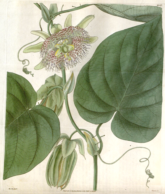 Ilustración botánica de Passiflora ligularis