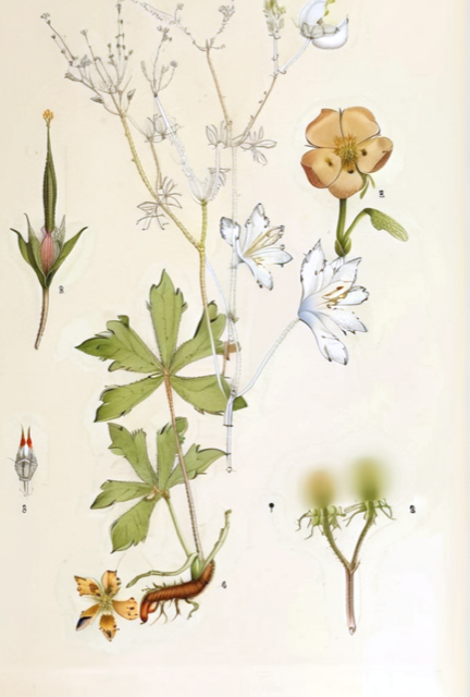 Ilustración botánica de Geranium dielsianum