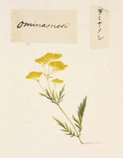 Patrinia scabiosifolia
