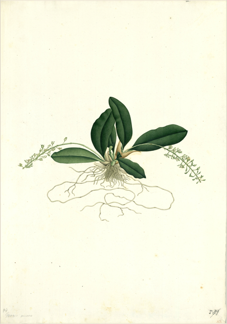 Ilustración botánica de Peperomia inaequalifolia