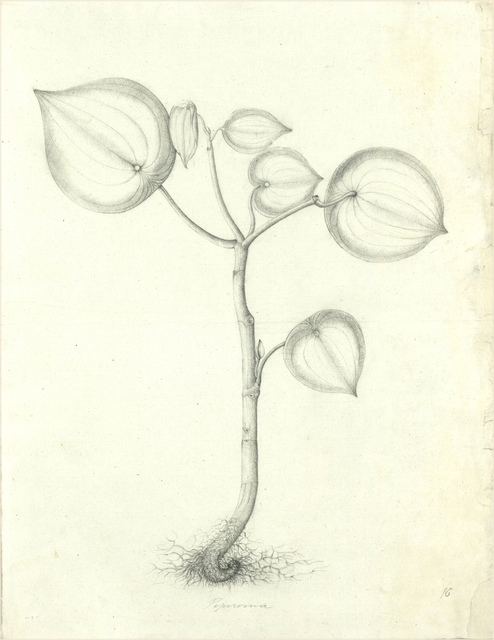 Ilustración botánica de Peperomia pellucida