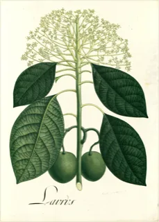 Ilustración botánica de Aguacate