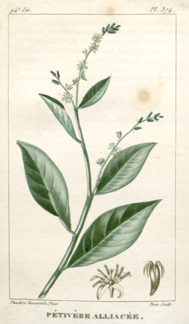 Ilustración botánica de Petiveria alliacea
