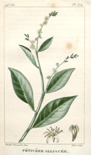 Ilustración botánica de Anamú