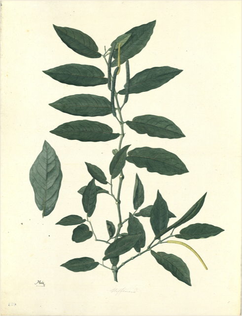 Ilustración botánica de Phaseolus vulgaris