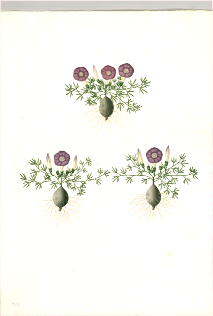 Ilustración botánica de Physalis angulata
