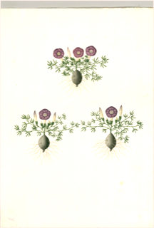 Bolsa mullaca