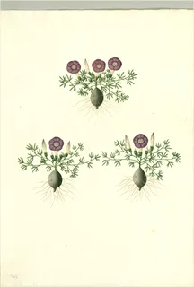 Ilustración botánica de Bolsa mullaca