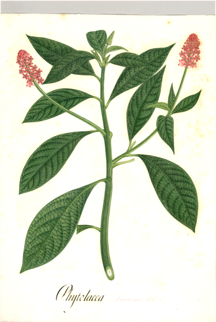 Ilustración botánica de Phytolacca decandra