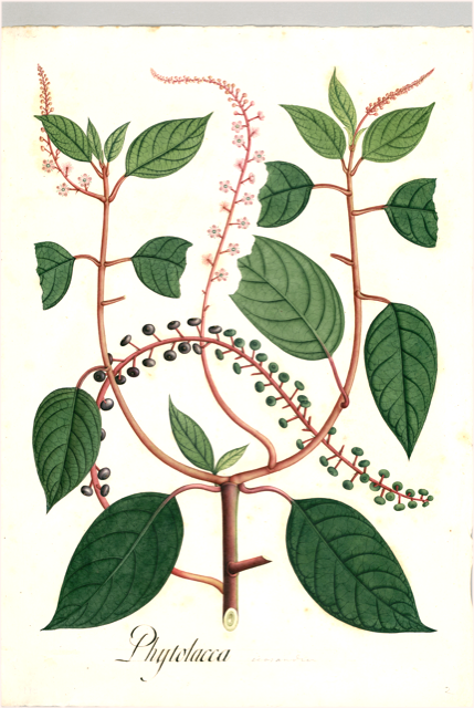 Ilustración botánica de Phytolacca rivinoides