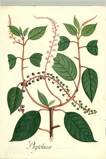 Ilustración botánica de Jaboncillo