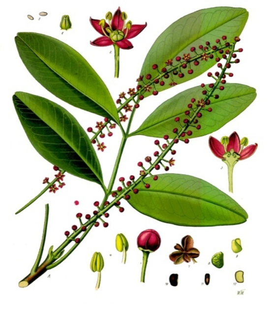 Ilustración botánica de Pilocarpus jaborandi