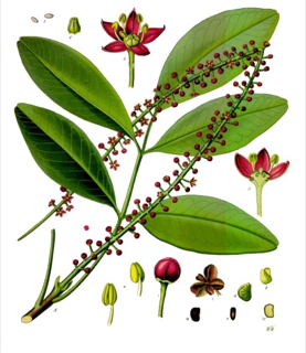 Jaborandi