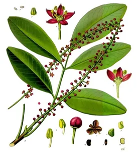 Ilustración botánica de Jaborandi