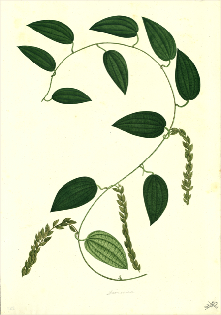 Ilustración botánica de Piper amalago