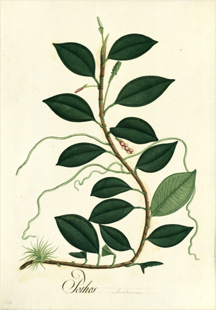 Ilustración botánica de Piper callosum