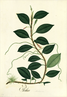Guayusa de monte