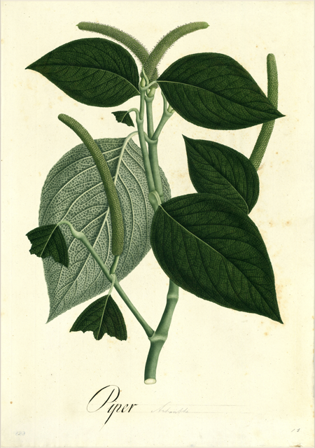Ilustración botánica de Piper carpunya