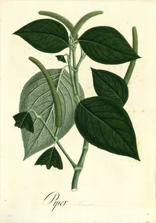 Ilustración botánica de Guaviduca