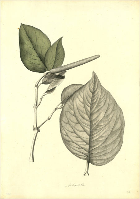 Ilustración botánica de Piper elongatum