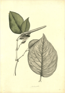 Matico