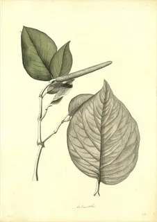 Ilustración botánica de Matico