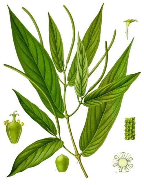 Ilustración botánica de Piper methysticum
