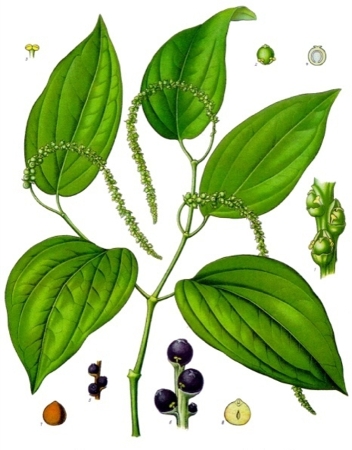 Ilustración botánica de Piper nigrum