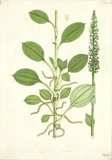 Ilustración botánica de Plantago sericea