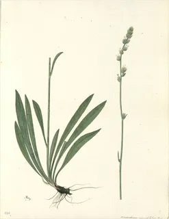 Ilustración botánica de Plantago tubulosa