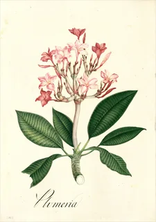 Ilustración botánica de Plumeria alba
