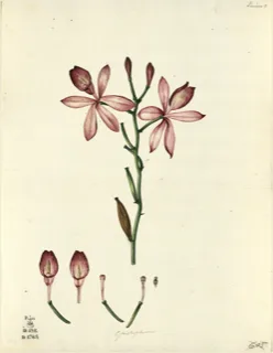 Ilustración botánica de Plumeria rubra