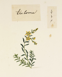 Ilustración botánica de Polygonum aviculare