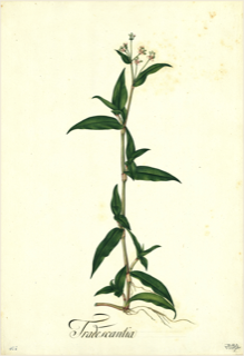 Ilustración botánica de Polygonum hydropiperoides