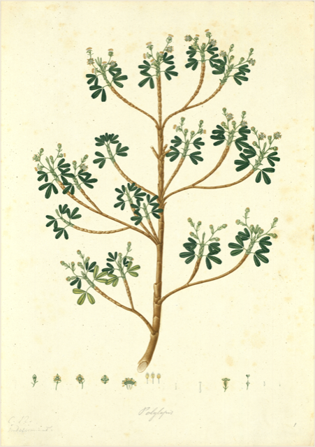 Ilustración botánica de Polylepis racemosa