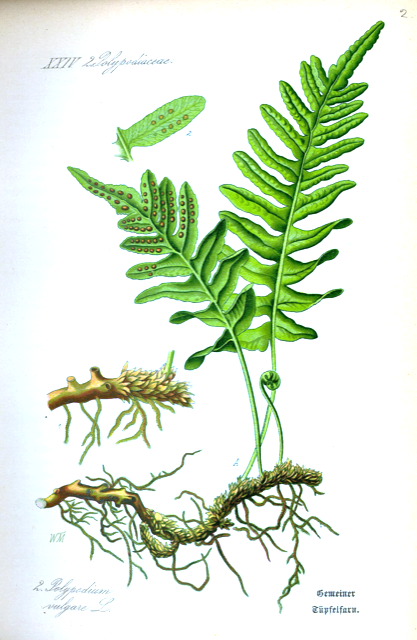 Ilustración botánica de Polypodium leucotomos
