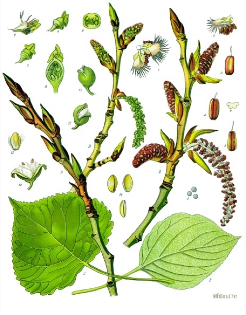 Ilustración botánica de Populus nigra