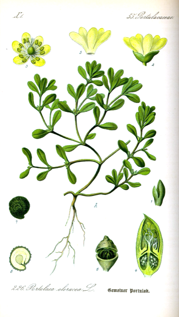 Ilustración botánica de Portulaca oleracea