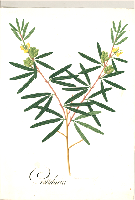 Ilustración botánica de Prosopis juliflora