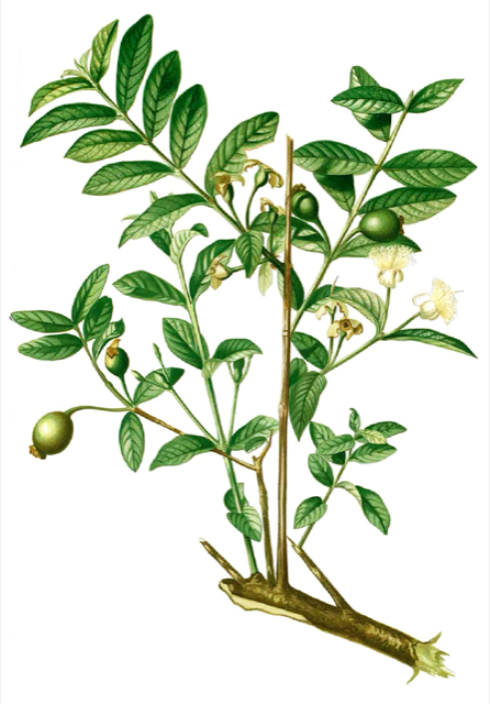 Ilustración botánica de Psidium guajava
